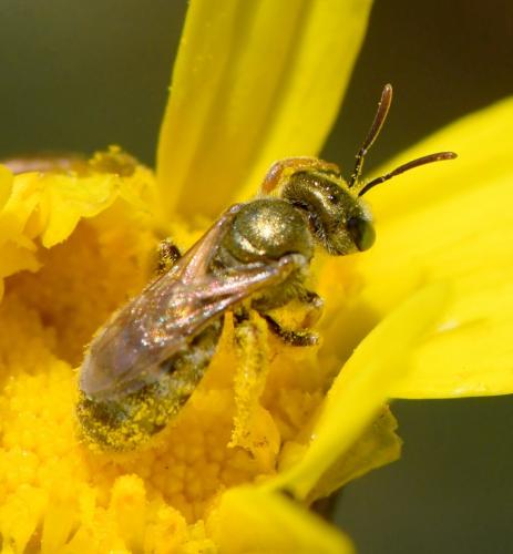 Réf. 282 887 : Seladonia sp.